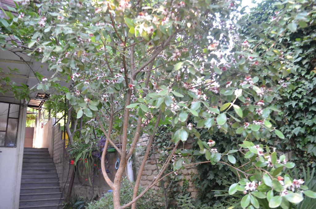 טביליסי Alex'S Cosy Guesthouse מראה חיצוני תמונה